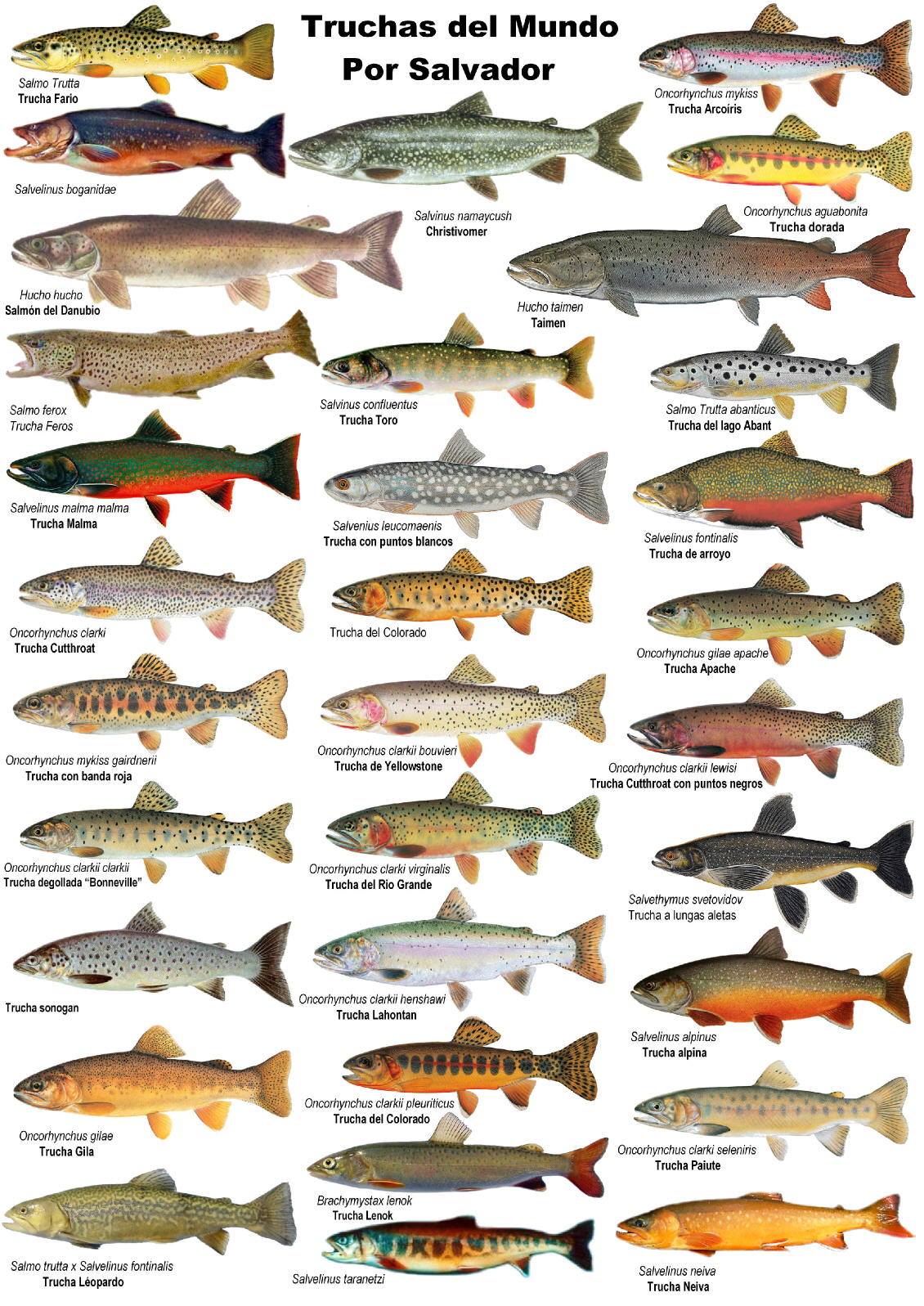 Красная рыба виды и названия. Рыбы семейства лососевых названия. Название рыб семейства лососевых белых рыб. Красная рыба названия список. Сорта красной рыбы названия.