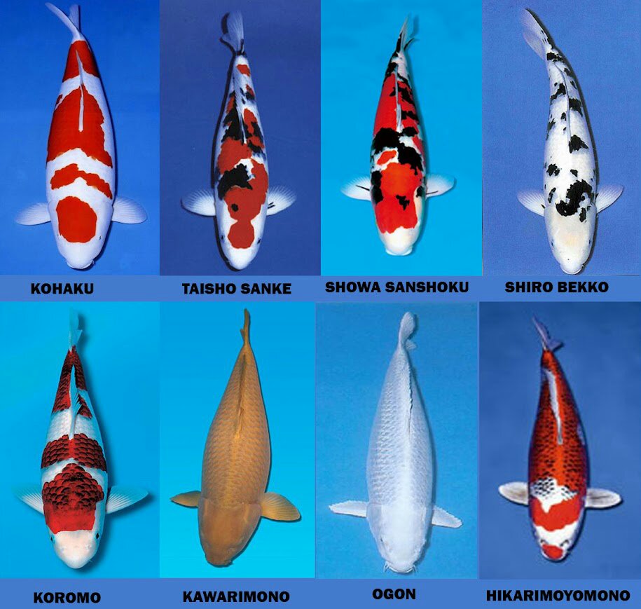 Jenis Jenis Ikan Koi Ferboescom
