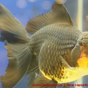 Goldfish grand champion Aquarama-12.jpg