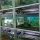 Aquarium Nisso 106 Ukuran 60cm 56 Liter