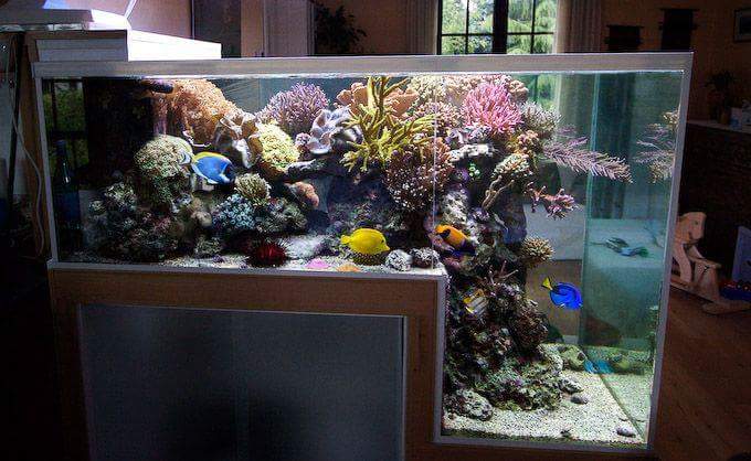 Inspirasi Aquarium Keren Untuk Didalam Ruangan  Ferboes.com